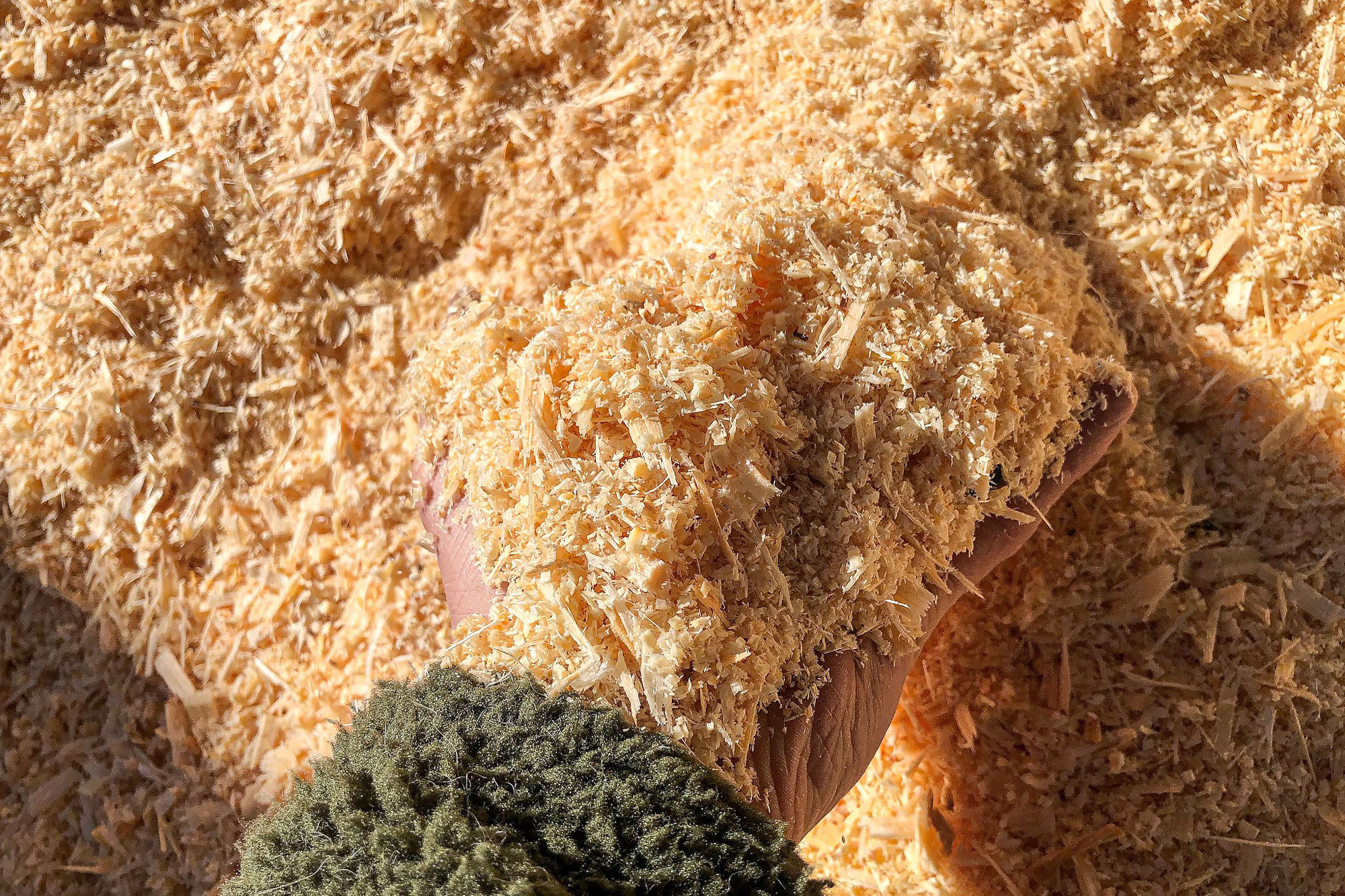 sawdust